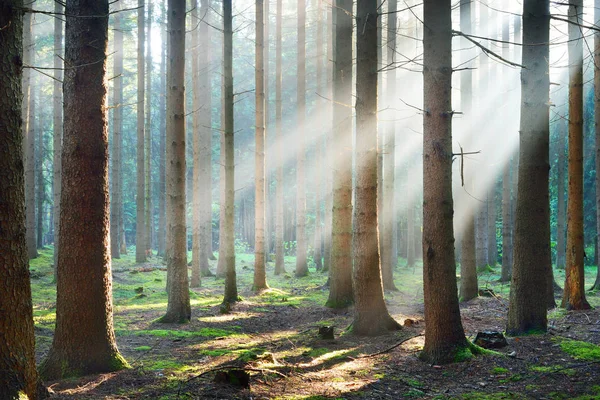 Rayos de sol en una niebla en un bosque brumoso —  Fotos de Stock