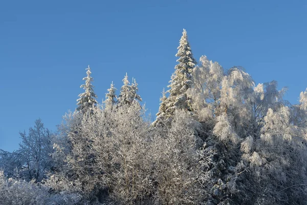 雪と樹氷の木を覆われています。 — ストック写真