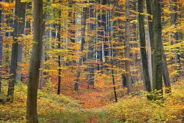 Piękny buk drzewo las jesienią — Zdjęcie stockowe