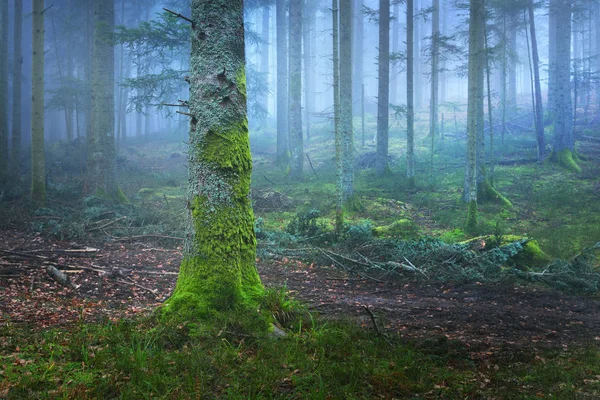 En sti i en mørk fyrreskov i tåge - Stock-foto