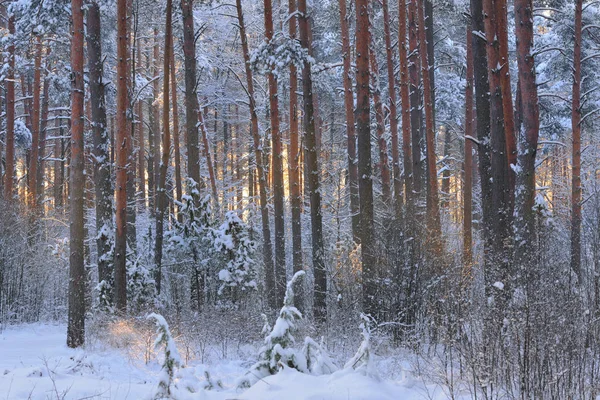Maravilla invernal en un bosque de pinos nevados — Foto de Stock