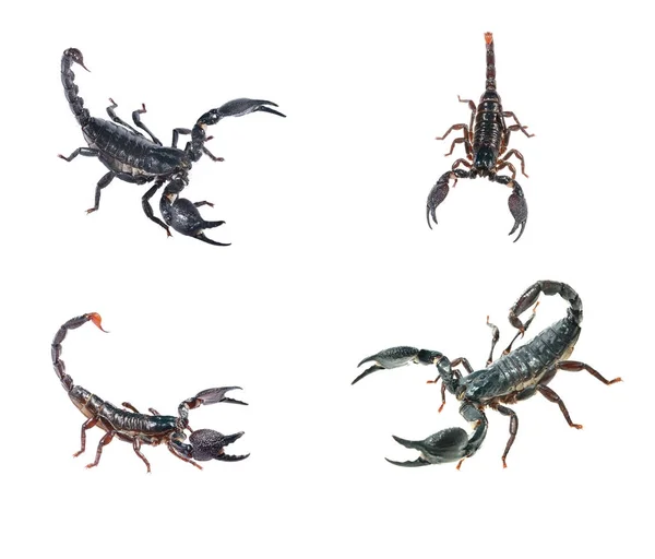 蝎子 Heterometrus laoticus 和蝎子 Pandinus 皇帝 — 图库照片