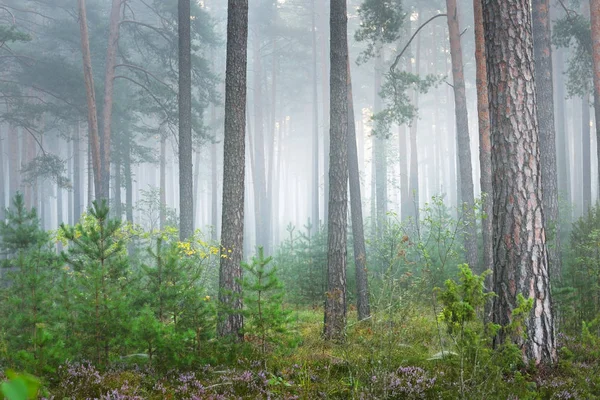 Foggy sunrise in the beautiful deciduous forest — Stock Photo, Image