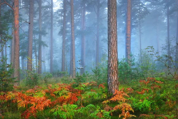 Lever de soleil dans la forêt de feuillus — Photo