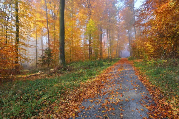 神秘的晨雾中秋天的树林 — 图库照片