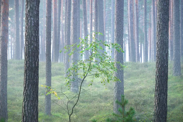 Nascer do sol nebuloso na bela floresta caduca — Fotografia de Stock