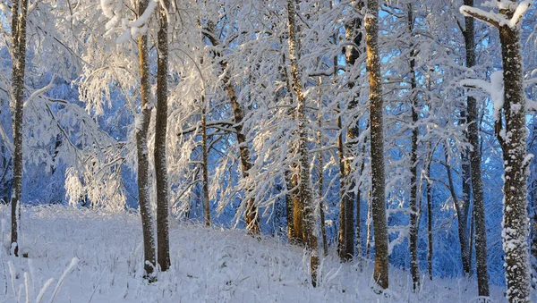 Schnee und Reif bedeckt Wald — Stockfoto