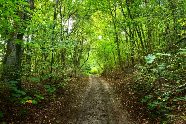 Väg i en tidig höst-lövskog — Stockfoto