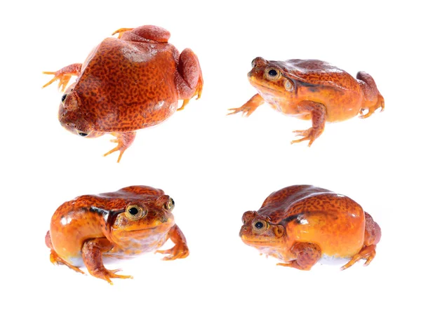 虚假的番茄青蛙 dyscophus guineti — 图库照片