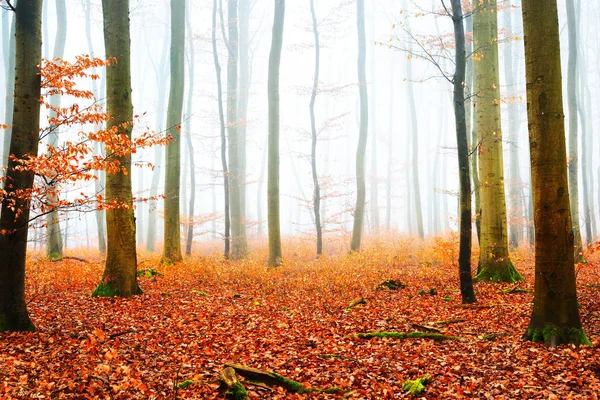 Misty autumn forest with tree silhouettes — Stock Photo, Image