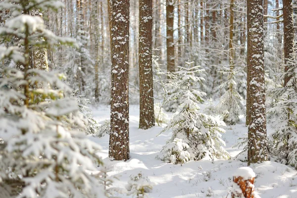 Pădurea de pin acoperită cu zăpadă iarna — Fotografie, imagine de stoc