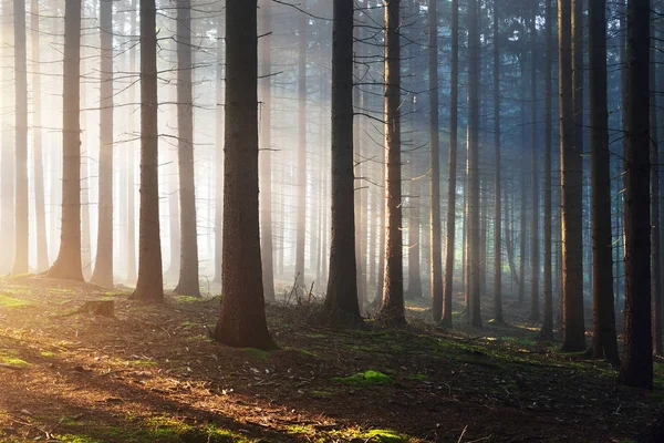 Karanlık bir sisli Orman ağacı siluetleri — Stok fotoğraf