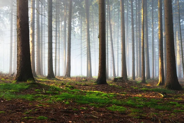 Güneş ışınları bir sisli gizemli ormanda — Stok fotoğraf