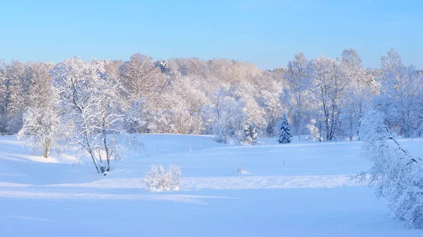 Pays des merveilles hivernales sur une prairie avec une forêt de feuillus — Photo