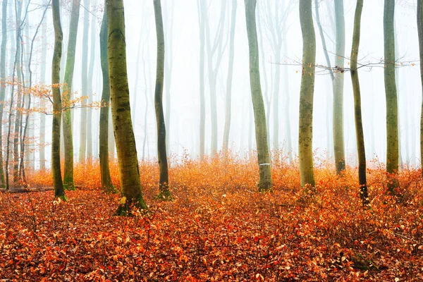 ツリー シルエットと秋霧の森 — ストック写真