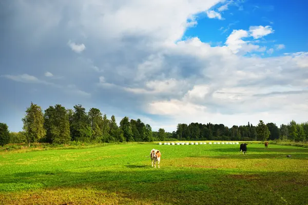 Vacas em pé em um campo contra uma floresta — Fotografia de Stock