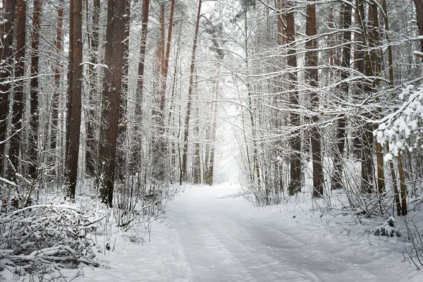 Caminho em uma floresta de inverno — Fotografia de Stock