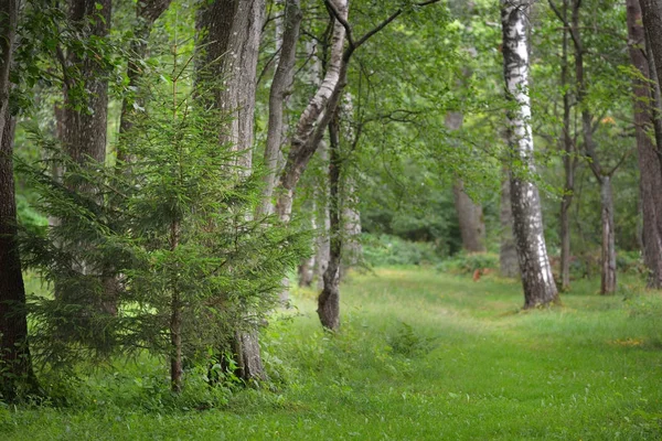 Abeto em uma floresta decídua verde — Fotografia de Stock