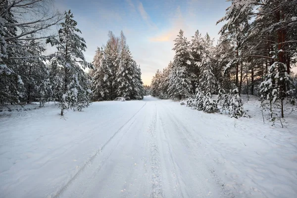 Egy út a téli erdőben — Stock Fotó