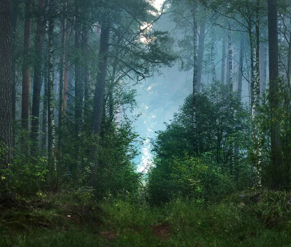 Amanecer brumoso en el hermoso bosque caducifolio — Foto de Stock