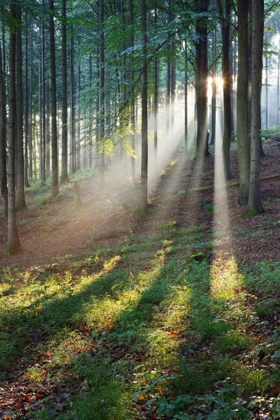 Raios solares em uma névoa em uma floresta enevoada — Fotografia de Stock