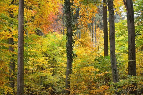 Красивий буковий ліс восени — стокове фото
