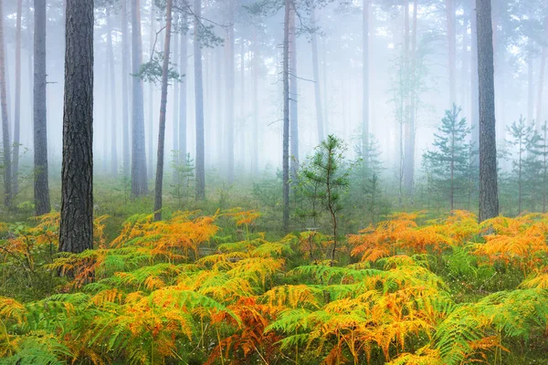 Güzel yaprak döken orman sisli gündoğumu — Stok fotoğraf