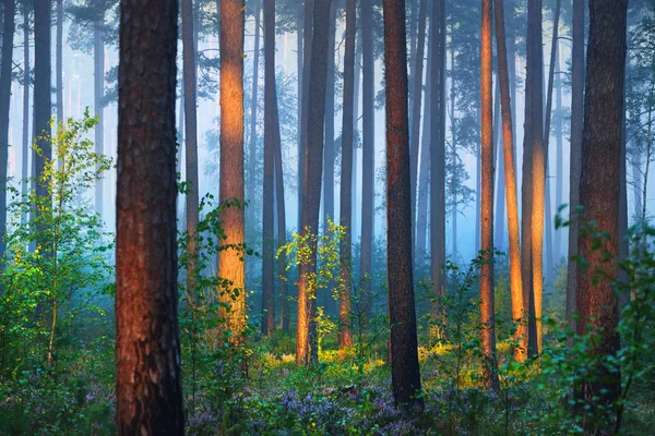 Amanecer brumoso en el hermoso bosque caducifolio — Foto de Stock