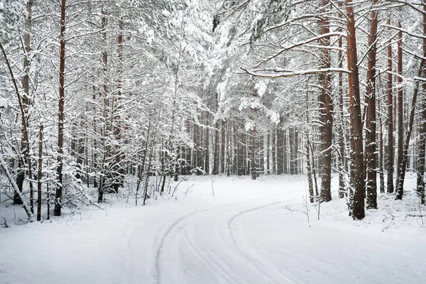 Шлях в зимовому лісі — стокове фото