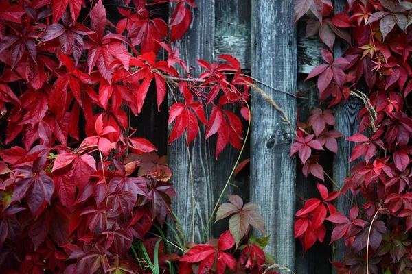 Wild grapes growing densely on a wooden fence — Stock Photo, Image