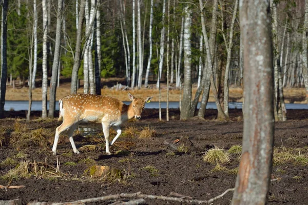 Пароходная самка оленя, идущая по лесу — стоковое фото