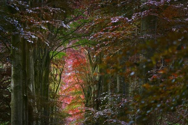Διάδρομος σε ένα καταπράσινο δάσος οξιάς άνοιξη — Φωτογραφία Αρχείου