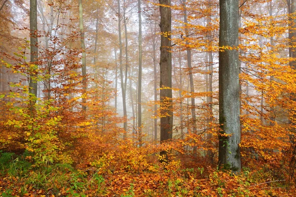 Таинственный утренний туман в осеннем лесу — стоковое фото
