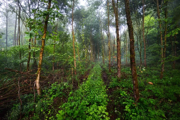 杂草丛生的森林路 — 图库照片