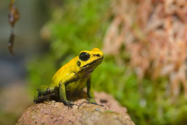 Golden Poison Arrow Frog — Stock Photo, Image