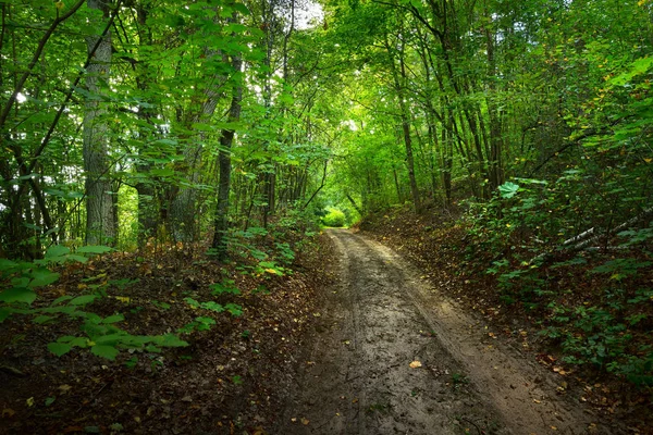 Road in an early Autumn deciduous forest — Stock Photo, Image
