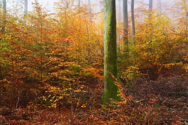 Mystérieux brouillard matinal dans une forêt d'automne — Photo