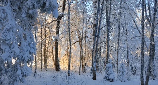 Bosque cubierto de nieve y rima — Foto de Stock