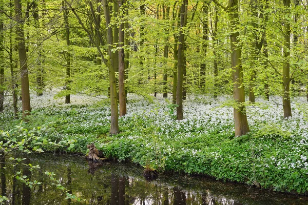 Wandelpad door een bos van de lente met bloeiende bloemen — Stockfoto