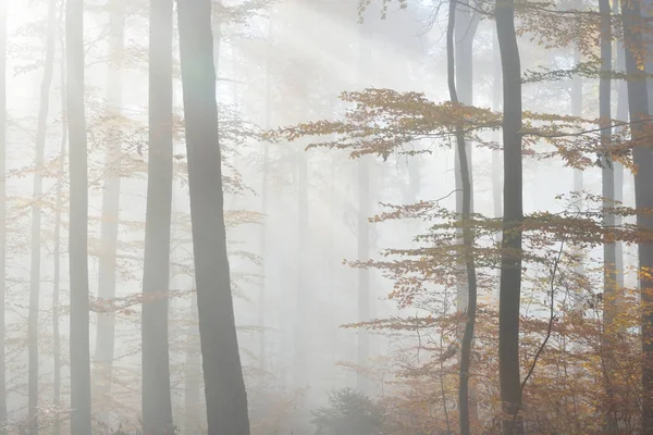 Таємничий ранковий туман в осінньому лісі — стокове фото