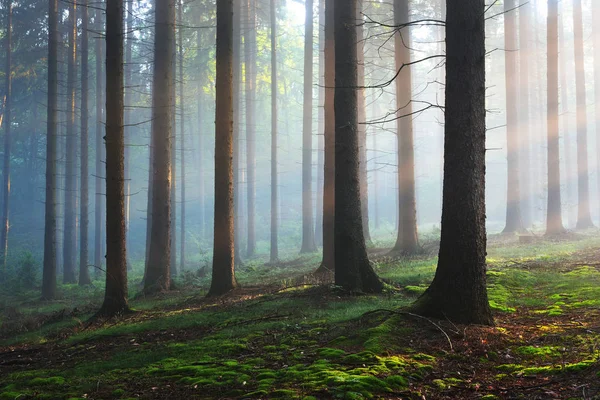 Силуэты деревьев в темном туманном лесу — стоковое фото