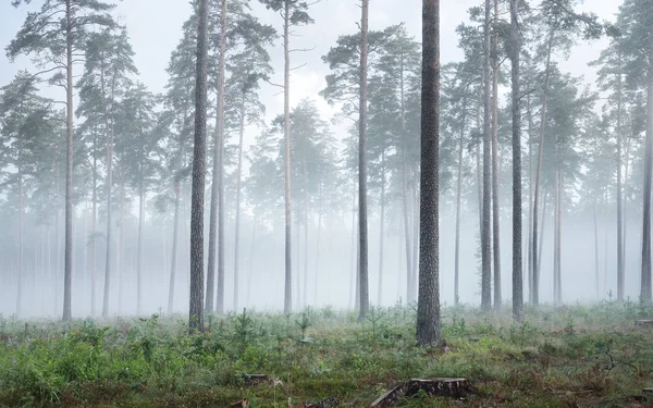 Amanecer brumoso en el bosque de pinos — Foto de Stock