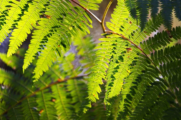 Feuilles de fougère vertes luxuriantes translucides — Photo