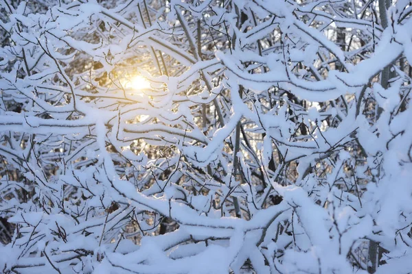 Зимой снег покрывал тонкие ветви — стоковое фото