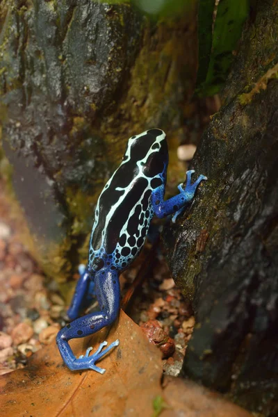 Kurbağa Dendrobates tinctorius terrarium içinde — Stok fotoğraf