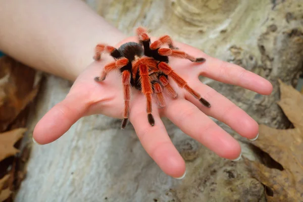 Birdeater tarantula spider Brachypelma boehmei — Stock fotografie