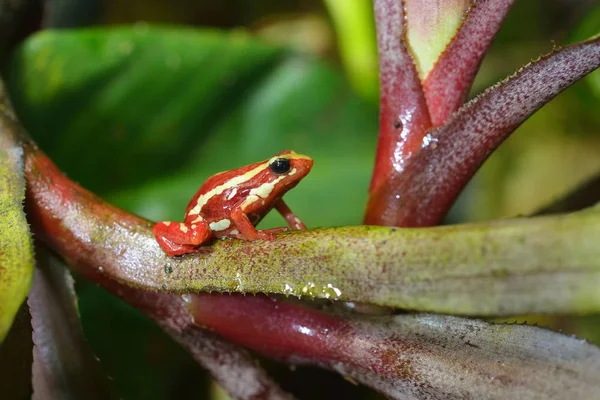 Randig röd groda Epipedobates tricolor — Stockfoto