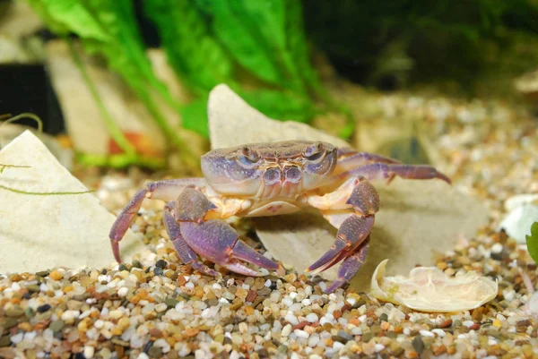 Crabe des rivières Potamon sp. en aquarium — Photo