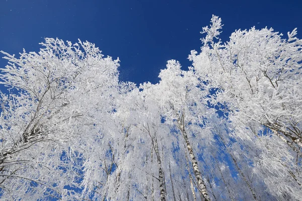 Břízy v rime na zimní den — Stock fotografie