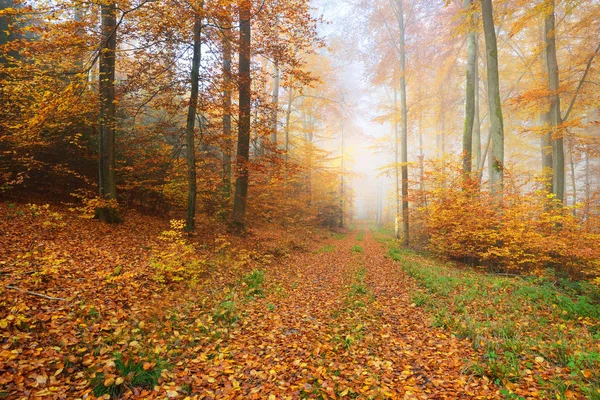 Mysterieuze ochtend mist in de herfst bos — Stockfoto